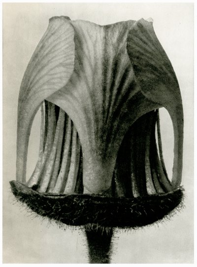 Geum Rivale. 1929 (fotografering) af Karl Blossfeldt