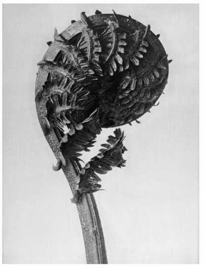 Originale former for kunst af Karl Blossfeldt