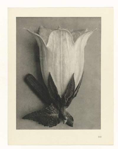 Plantestudier Arketyper af kunst: fotografiske billeder af planter (serietitel) af Karl Blossfeldt