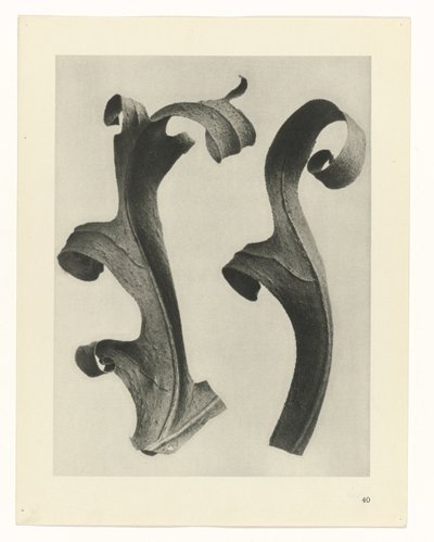 Plantestudier Arketyper af kunst: fotografiske billeder af planter (serietitel) af Karl Blossfeldt