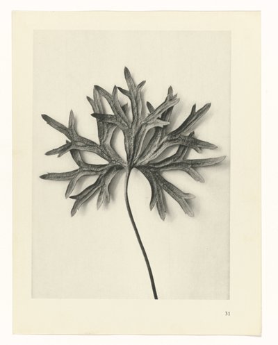 Plantestudier Arketyper af kunst: fotografiske billeder af planter (serietitel) af Karl Blossfeldt