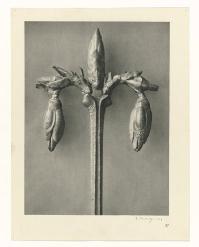 Plantestudier Arketyper af kunst: fotografiske billeder af planter (serietitel) af Karl Blossfeldt