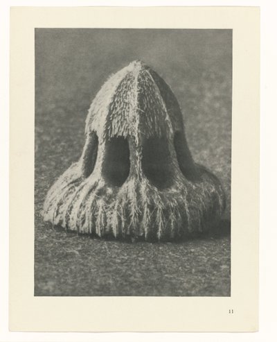 Plantestudier Arketyper af kunst: fotografiske billeder af planter (serietitel) af Karl Blossfeldt