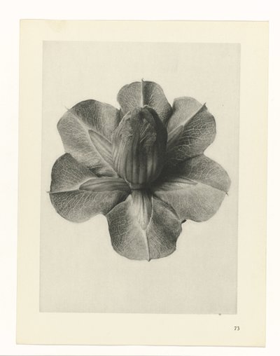 Plantestudier Arketyper af kunst: fotografiske billeder af planter (serietitel) af Karl Blossfeldt