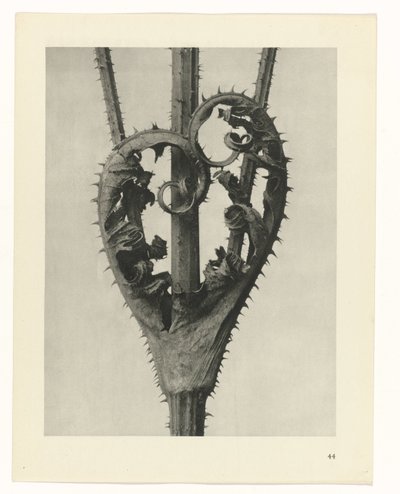 Plantestudier Arketyper af kunst: fotografiske billeder af planter (serietitel) af Karl Blossfeldt