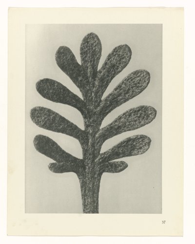 Plantestudier Arketyper af kunst: fotografiske billeder af planter (serietitel) af Karl Blossfeldt