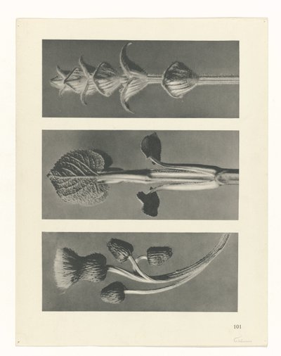 planlægge undersøgelse Arketyper af kunst (serietitel) af Karl Blossfeldt