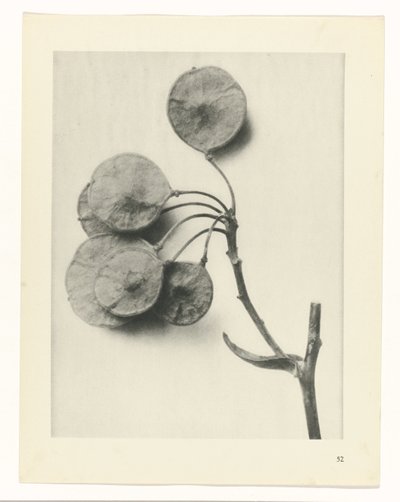 Planteundersøgelse Primal Forms of Art (Series Titel) af Karl Blossfeldt