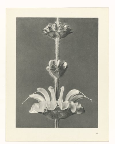 planlægge undersøgelse Arketyper af kunst (serietitel) af Karl Blossfeldt