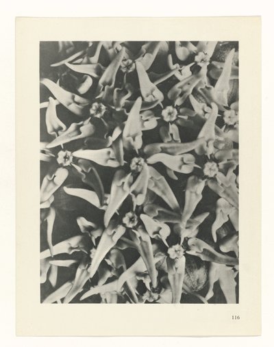 planlægge undersøgelse Arketyper af kunst (serietitel) af Karl Blossfeldt