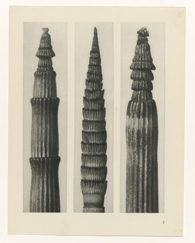 planlægge undersøgelse Arketyper af kunst (serietitel) af Karl Blossfeldt
