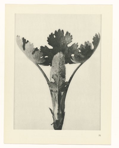planlægge undersøgelse Arketyper af kunst (serietitel) af Karl Blossfeldt