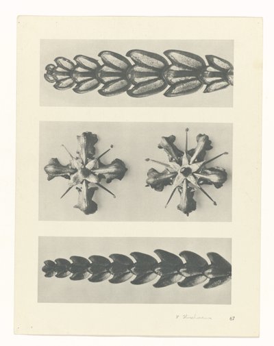 planlægge undersøgelse Arketyper af kunst (serietitel) af Karl Blossfeldt