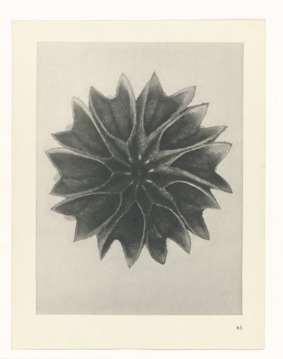 planlægge undersøgelse Arketyper af kunst (serietitel) af Karl Blossfeldt