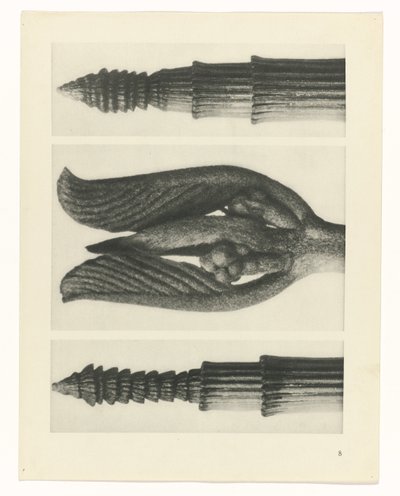 planlægge undersøgelse Arketyper af kunst (serietitel) af Karl Blossfeldt
