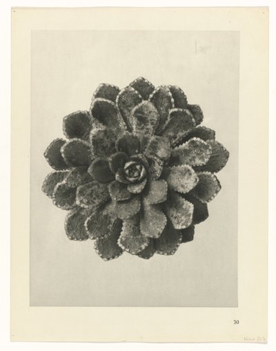 planlægge undersøgelse Arketyper af kunst (serietitel) af Karl Blossfeldt