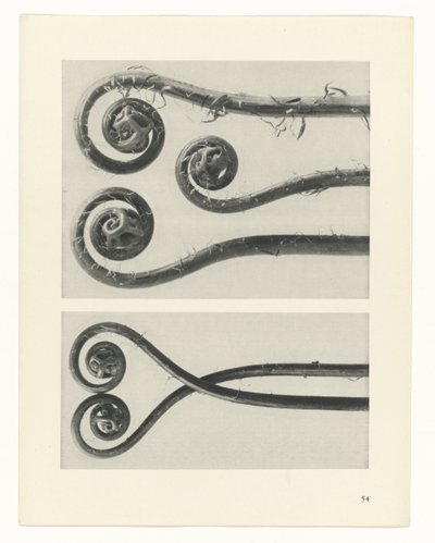 planlægge undersøgelse Arketyper af kunst (serietitel) af Karl Blossfeldt