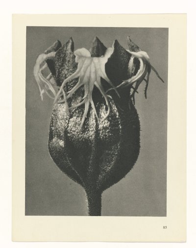 planlægge undersøgelse Arketyper af kunst (serietitel) af Karl Blossfeldt