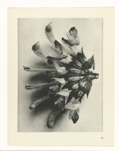 planlægge undersøgelse Arketyper af kunst (serietitel) af Karl Blossfeldt