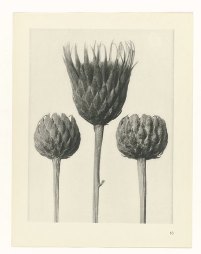 planlægge undersøgelse Arketyper af kunst (serietitel) af Karl Blossfeldt