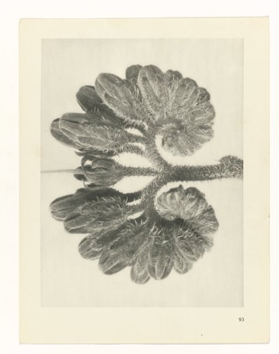 planlægge undersøgelse Arketyper af kunst (serietitel) af Karl Blossfeldt