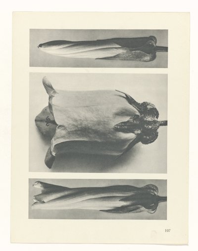 planlægge undersøgelse Arketyper af kunst (serietitel) af Karl Blossfeldt