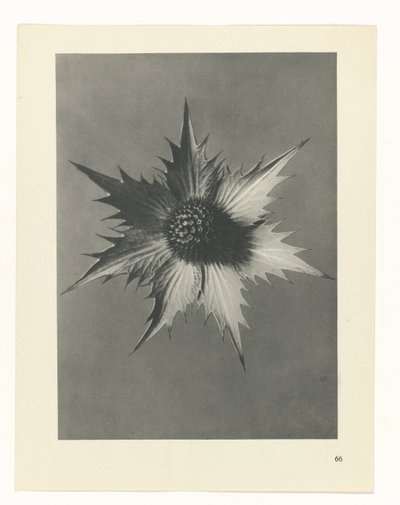 planlægge undersøgelse Arketyper af kunst (serietitel) af Karl Blossfeldt
