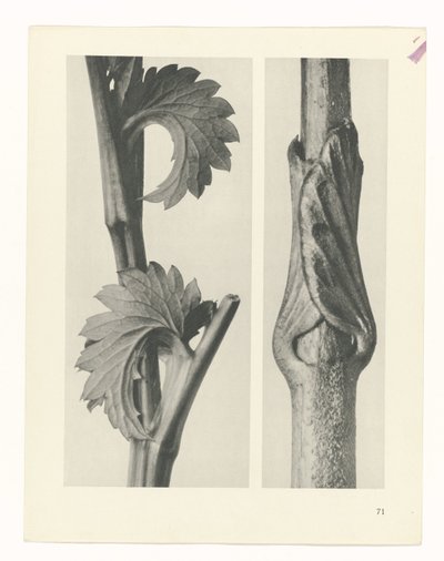 planlægge undersøgelse Arketyper af kunst (serietitel) af Karl Blossfeldt