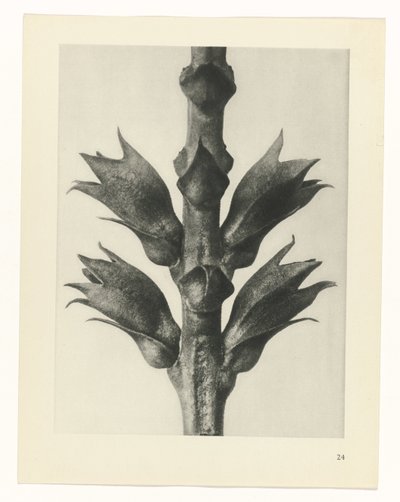 planlægge undersøgelse Arketyper af kunst (serietitel) af Karl Blossfeldt