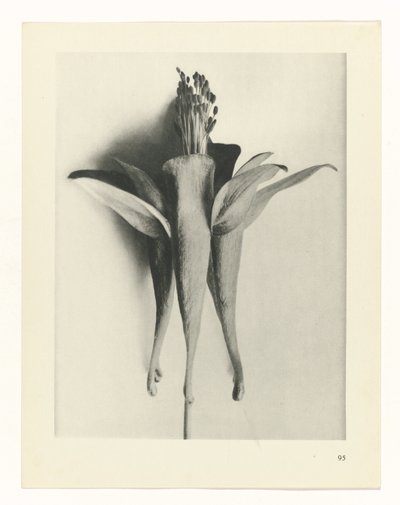 planlægge undersøgelse Arketyper af kunst (serietitel) af Karl Blossfeldt