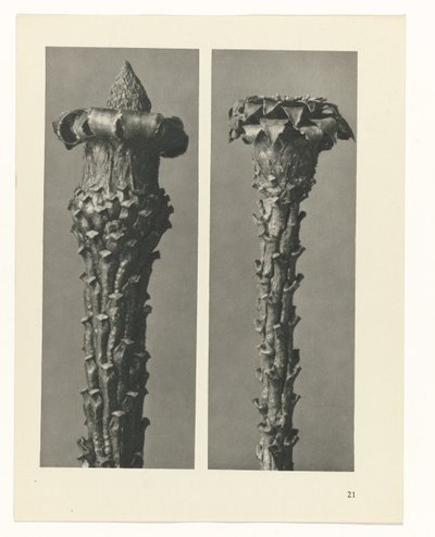 planlægge undersøgelse Arketyper af kunst (serietitel) af Karl Blossfeldt