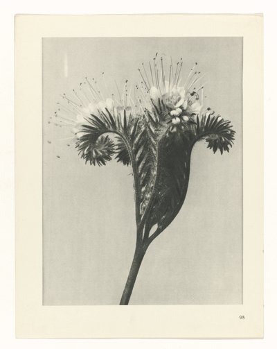 planlægge undersøgelse Arketyper af kunst (serietitel) af Karl Blossfeldt