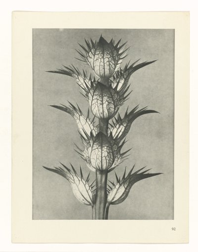 planlægge undersøgelse Arketyper af kunst (serietitel) af Karl Blossfeldt