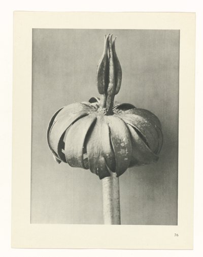 planlægge undersøgelse Arketyper af kunst (serietitel) af Karl Blossfeldt