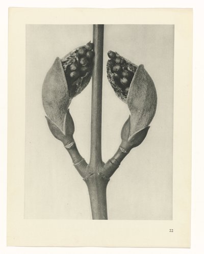 planlægge undersøgelse Arketyper af kunst (serietitel) af Karl Blossfeldt