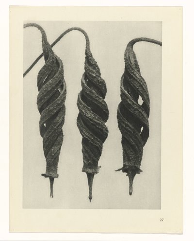 planlægge undersøgelse Arketyper af kunst (serietitel) af Karl Blossfeldt