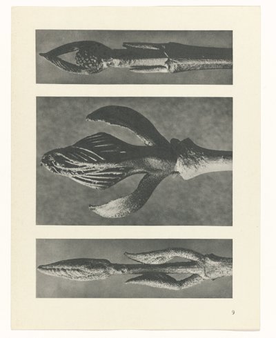 planlægge undersøgelse Arketyper af kunst (serietitel) af Karl Blossfeldt