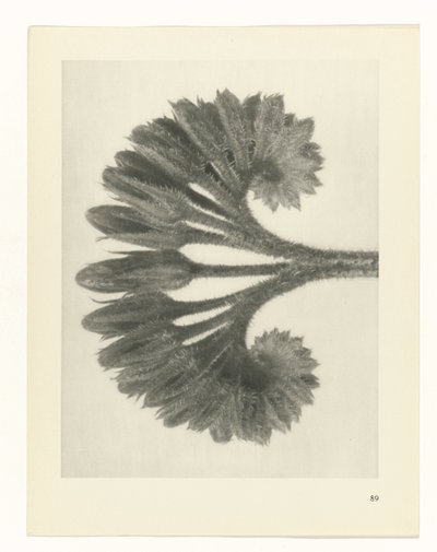 planlægge undersøgelse Arketyper af kunst (serietitel) af Karl Blossfeldt