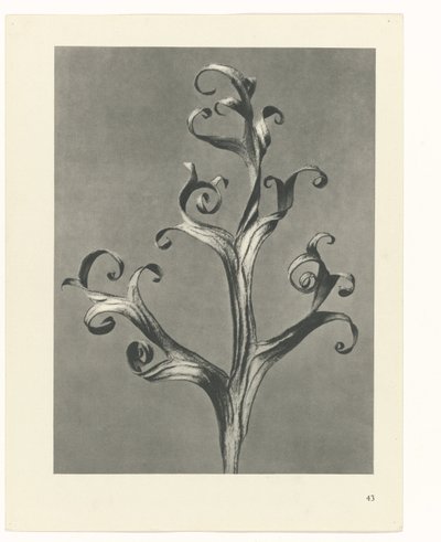 planlægge undersøgelse Arketyper af kunst (serietitel) af Karl Blossfeldt