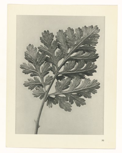 planlægge undersøgelse Arketyper af kunst (serietitel) af Karl Blossfeldt