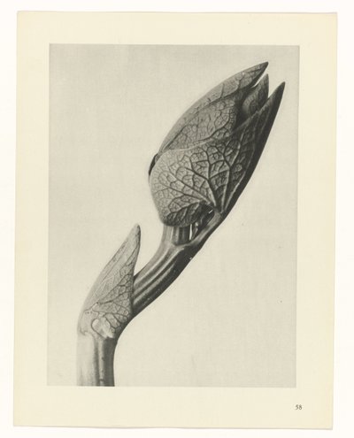 planlægge undersøgelse Arketyper af kunst (serietitel) af Karl Blossfeldt