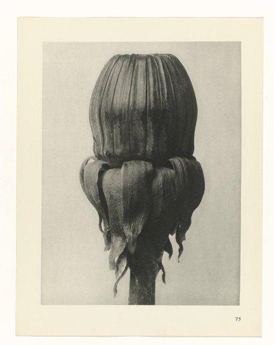 planlægge undersøgelse Arketyper af kunst (serietitel) af Karl Blossfeldt