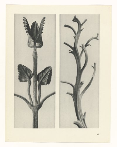 planlægge undersøgelse Arketyper af kunst (serietitel) af Karl Blossfeldt