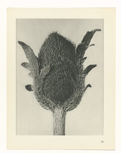 planlægge undersøgelse Arketyper af kunst (serietitel) af Karl Blossfeldt