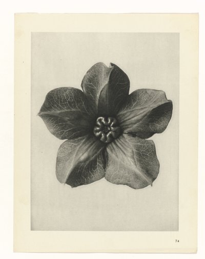 planlægge undersøgelse Arketyper af kunst (serietitel) af Karl Blossfeldt