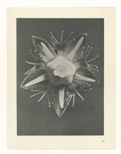 planlægge undersøgelse Arketyper af kunst (serietitel) af Karl Blossfeldt
