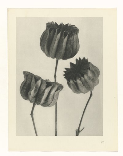 planlægge undersøgelse Arketyper af kunst (serietitel) af Karl Blossfeldt