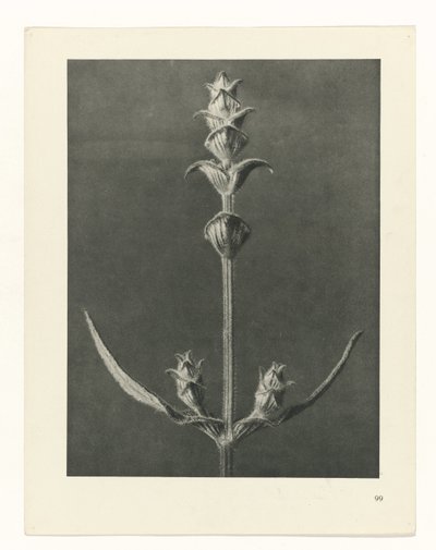 planlægge undersøgelse Arketyper af kunst (serietitel) af Karl Blossfeldt