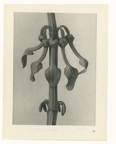 planlægge undersøgelse Arketyper af kunst (serietitel) af Karl Blossfeldt