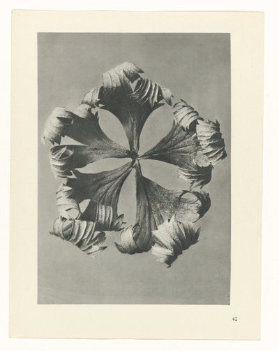 planlægge undersøgelse Arketyper af kunst (serietitel) af Karl Blossfeldt